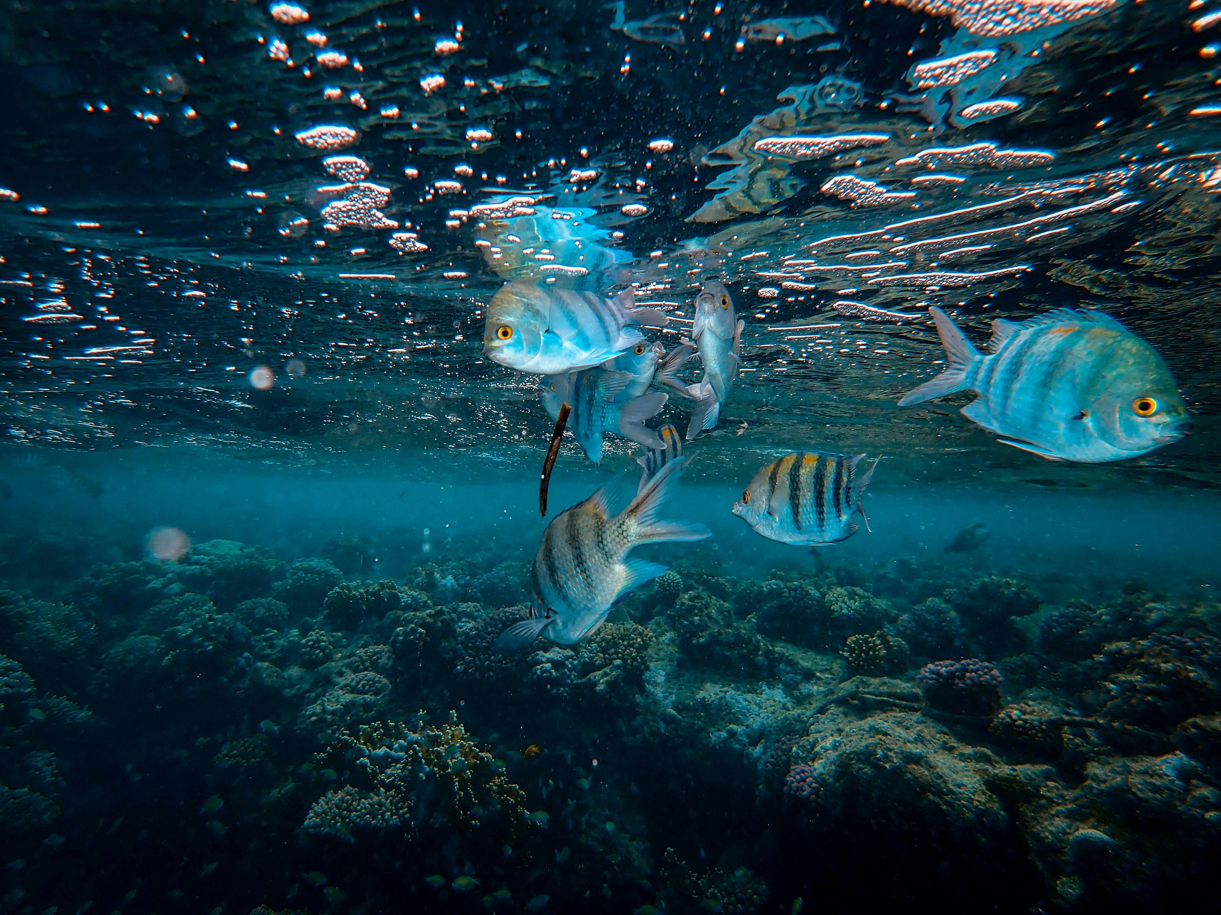 Where to Find the Best Snorkeling Spots in the U.S. Virgin Islands